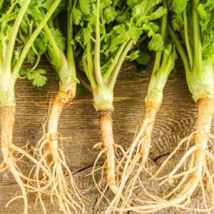 Secret Cooking Tip1: Coriander Roots