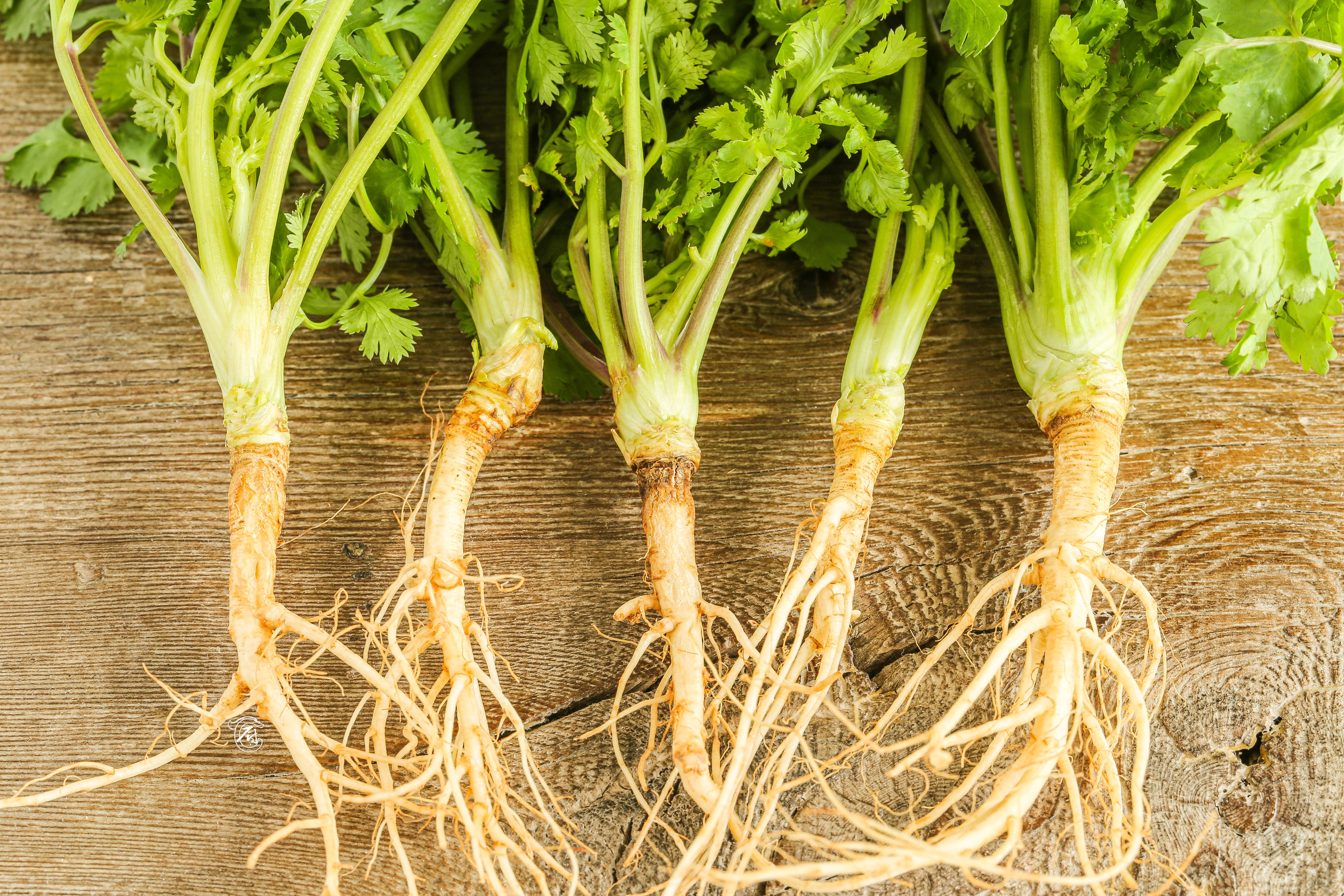Secret Cooking Tip1: Coriander Roots